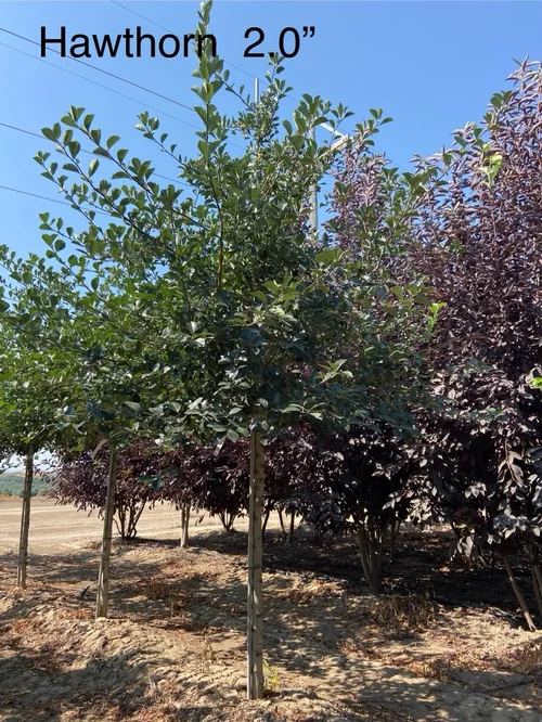 Field-grown Thornless Cockspur Hawthorn at Tree Source