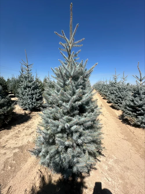 Field-grown Blue Diamond Spruce at Tree Source