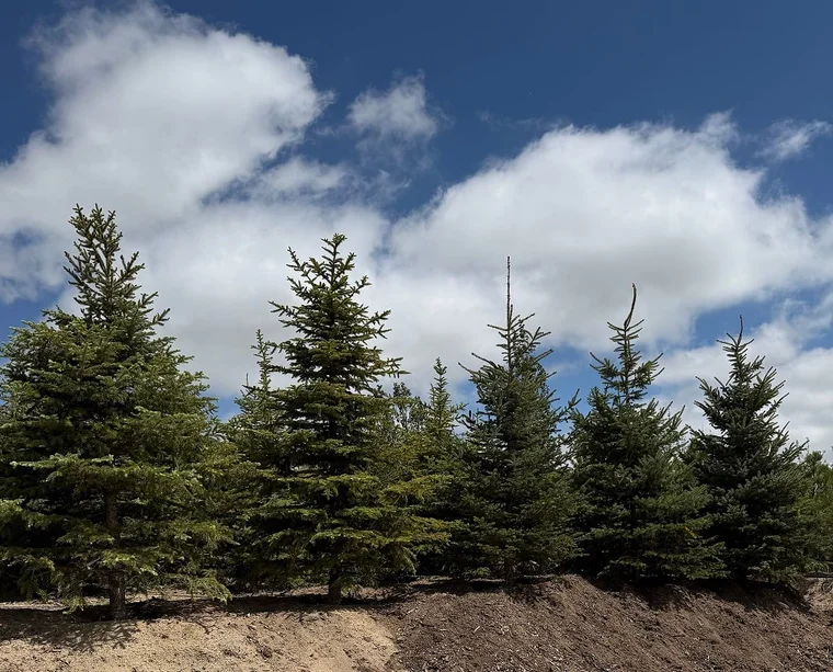Tall cold-hardy blue spruce under a big sky at Tree Source's Peyton, Colorado nursery