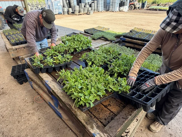 Crew transplanting trays of perennial plugs on pallets at the farm