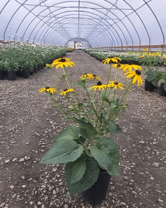 Tree Source nursery plants