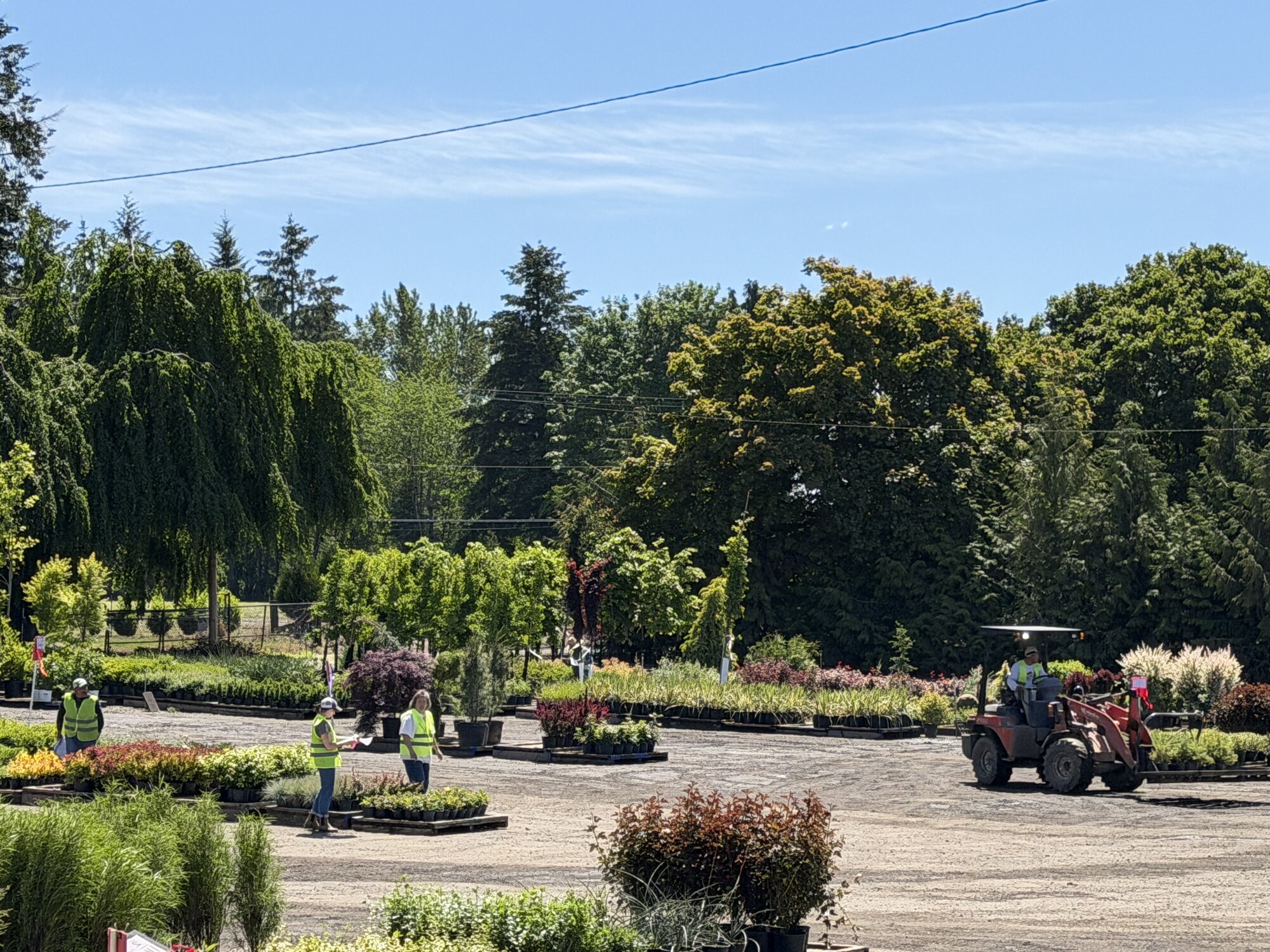 Tree Source's Boring, Oregon cross-dock yard - plants from 50+ growers staged and loaded for delivery