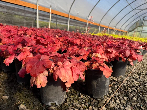 Containers of coral bells with vivid orange and red foliage in a greenhouse