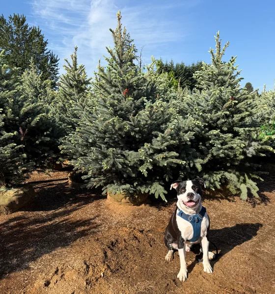 A friendly farm dog in front of field-grown spruce at the Boring, Oregon farm