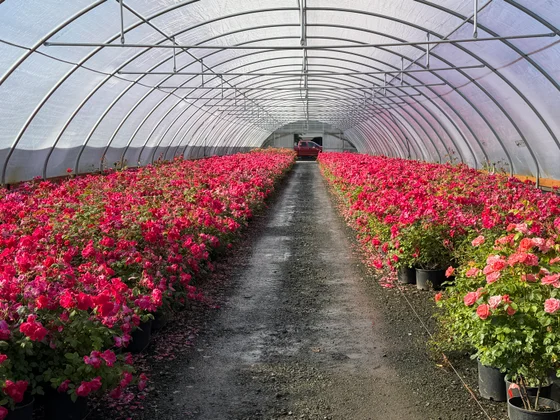 A greenhouse hoop house filled with rows of blooming pink and red roses
