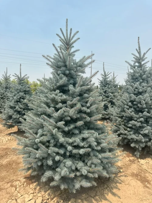 Field-grown Baby Blue Eyes Spruce at Tree Source