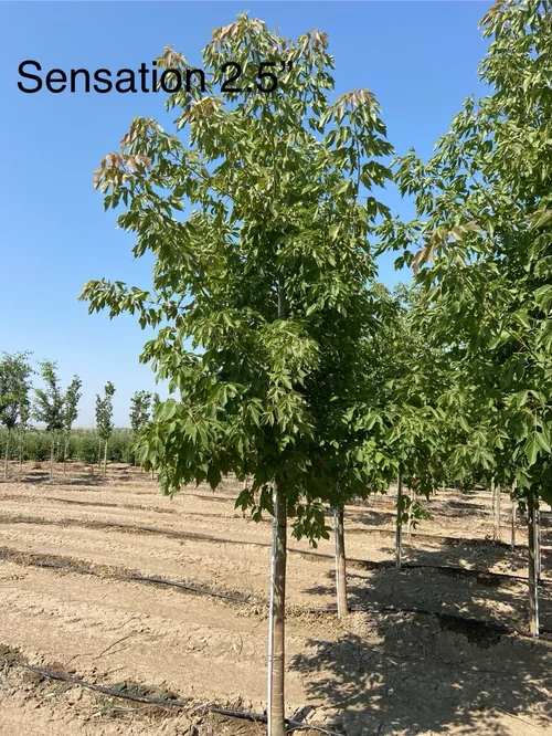 Field-grown Sensation Boxelder Maple at Tree Source