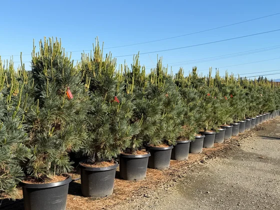 A long row of upright columnar conifers in nursery containers under a clear blue sky at the Boring, Oregon farm