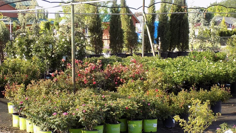 Blooming shrub roses and other container-grown shrubs backed by rows of conifers in a Tree Source yard