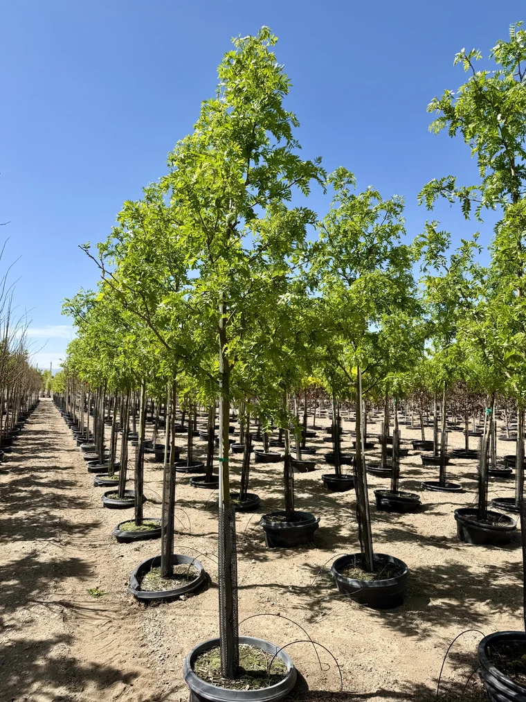 Rows of field-grown shade trees in containers at the Rupert, Idaho farm under a blue sky