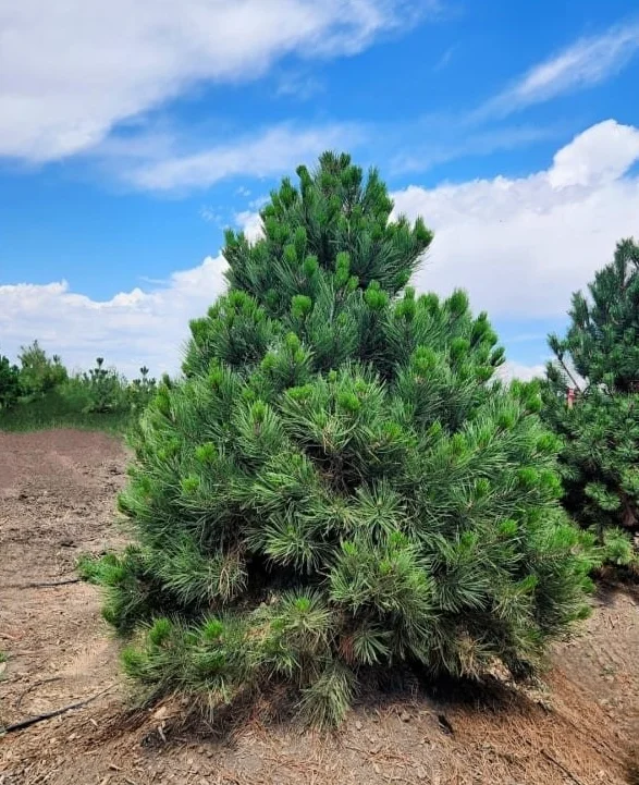 Tree Source nursery plants