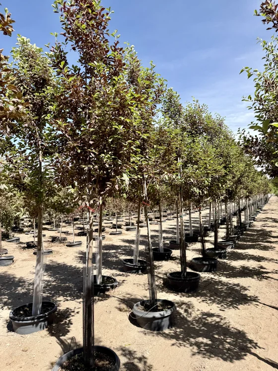 Rows of field-grown caliper shade trees in containers at Rupert, Idaho