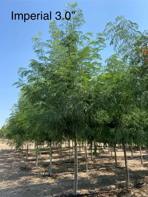 Field-grown Imperial Honeylocust shade tree at Tree Source