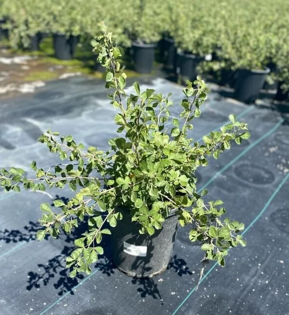 Tree Source nursery plants