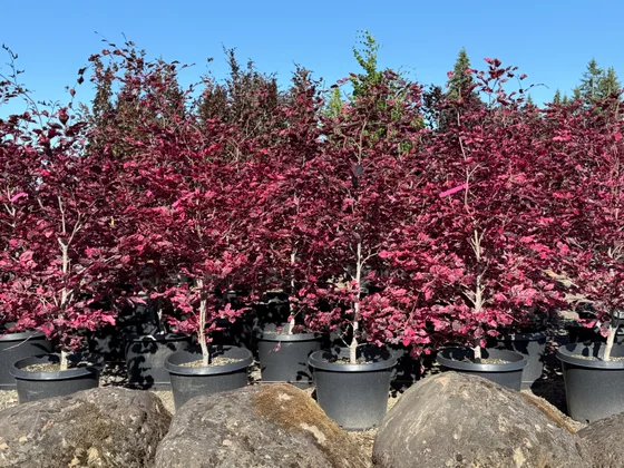 Rows of potted tri-color beech trees with deep burgundy foliage against a blue sky at Boring, Oregon
