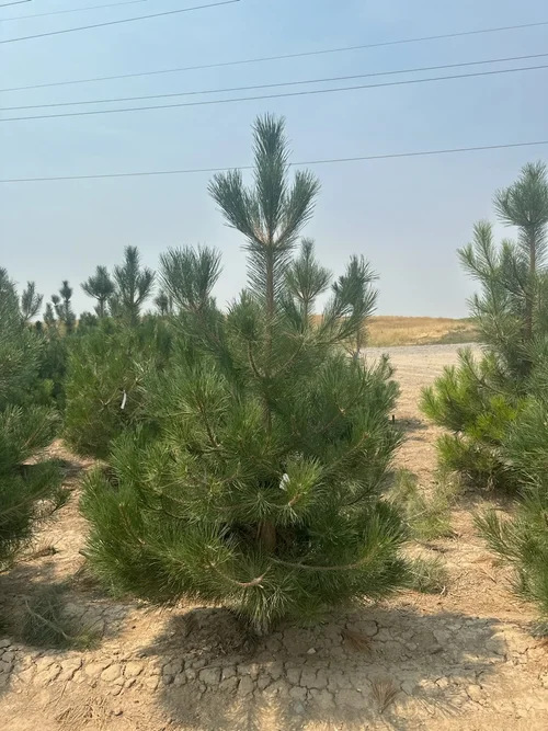Field-grown Austrian Pine at Tree Source
