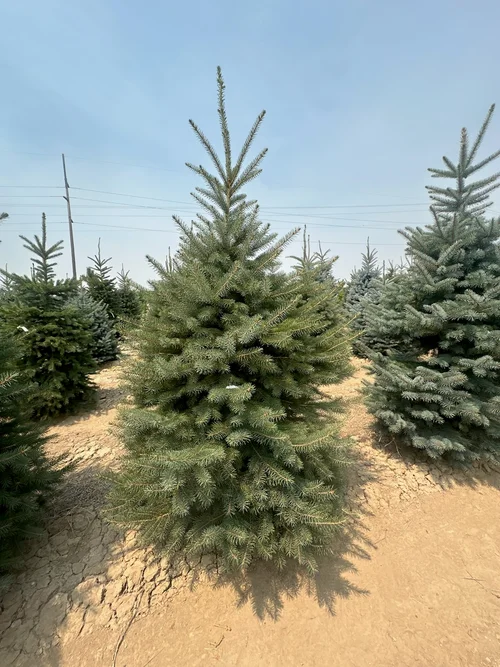 Field-grown Colorado Spruce ready for balling and burlapping at Tree Source