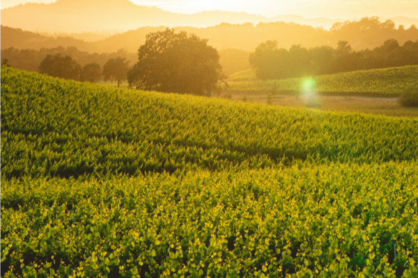 Green, grassy hills bathed in the golden sunset, the silhouettes of trees and mountains stacked behind them. 