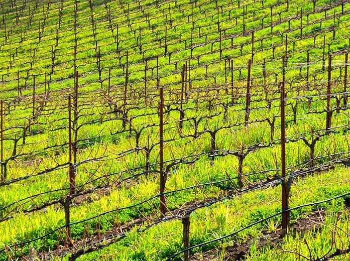 Vibrant, lime green grass sprouts between freshly groomed vineyard rows. 