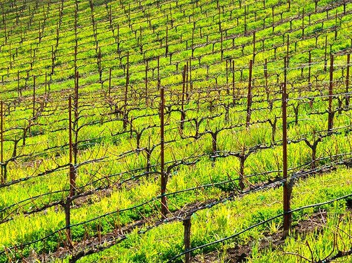 Vibrant, lime green grass sprouts between freshly groomed vineyard rows. 