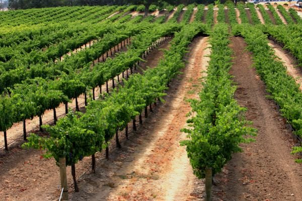Rows of bushy vineyard vines strip the dirt ground.