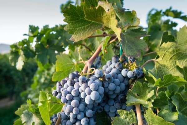 Two large bunches of blue-ish purple grapes hang under large, green leaves. 