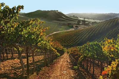  Rows of bushy vineyard vines strip the dirt ground.