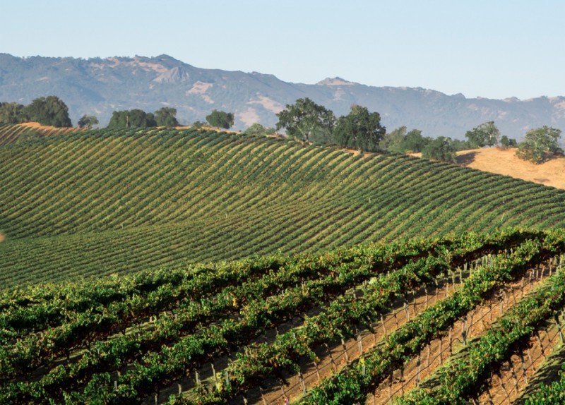 Stripes of vineyard vines stretch over a hill, mountains sitting in the distant background.