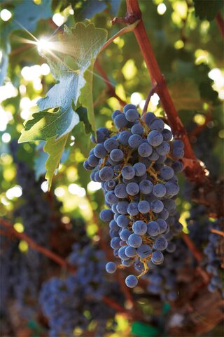 Plump purple grapes dangle from a thick vine, sunlight streaming through the large leaves surrounding them.