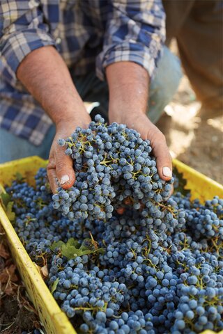 A harvester kneels beside a yellow crate full of blue-ish purple grapes, holding two large bunches in his open palms. 