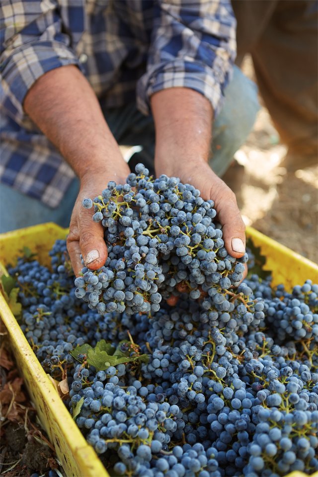 A harvester kneels beside a yellow crate full of blue-ish purple grapes, holding two large bunches in his open palms. 