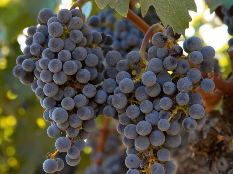 Two bunches of plump, deep purple grapes hang from a reddish-brown vine.  