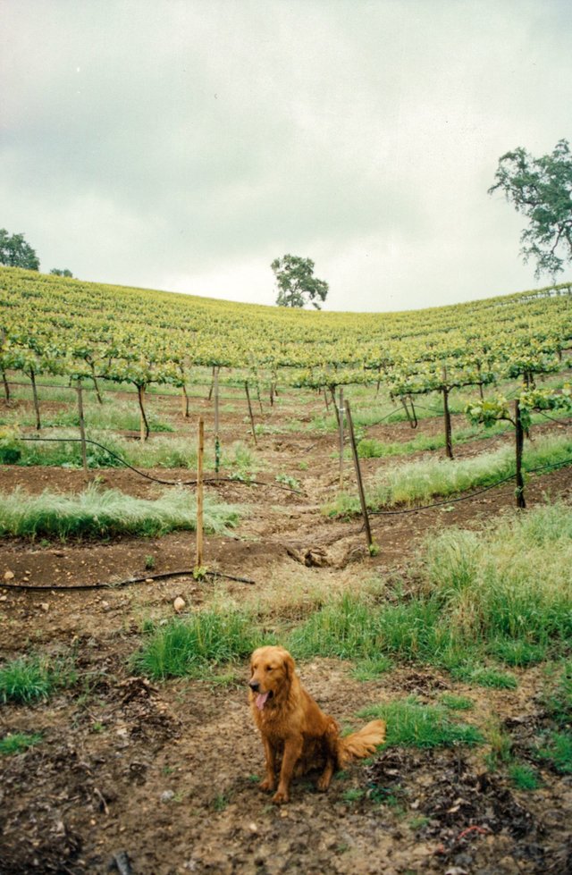  A panting Golden Retriever sits in front of vineyard rows in the overcast daylight. 