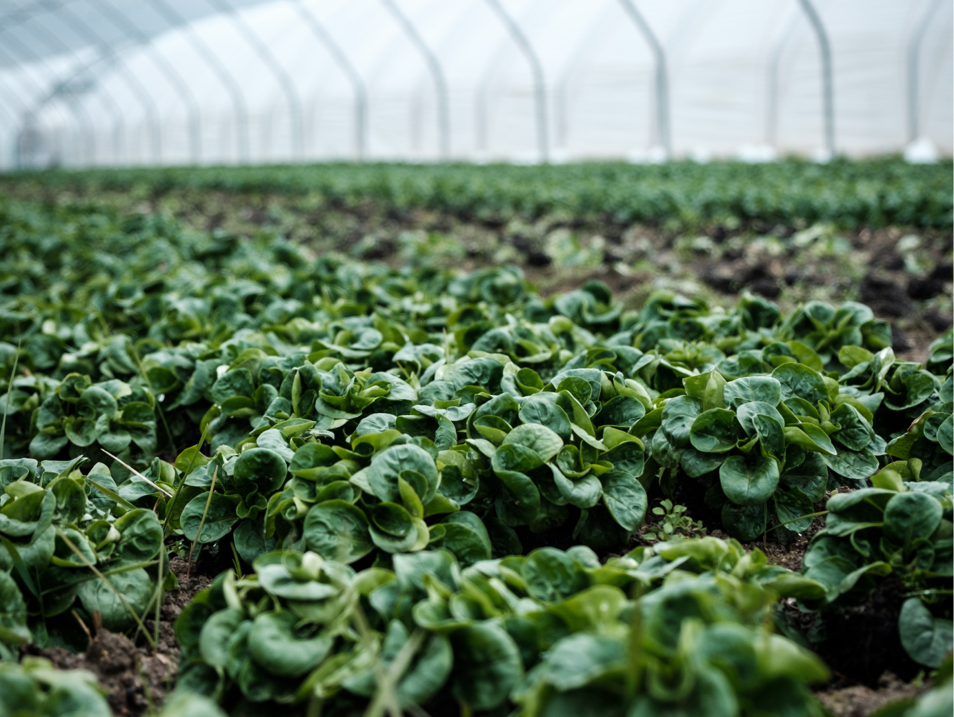 Green crops growing inside of a greenhouse structure