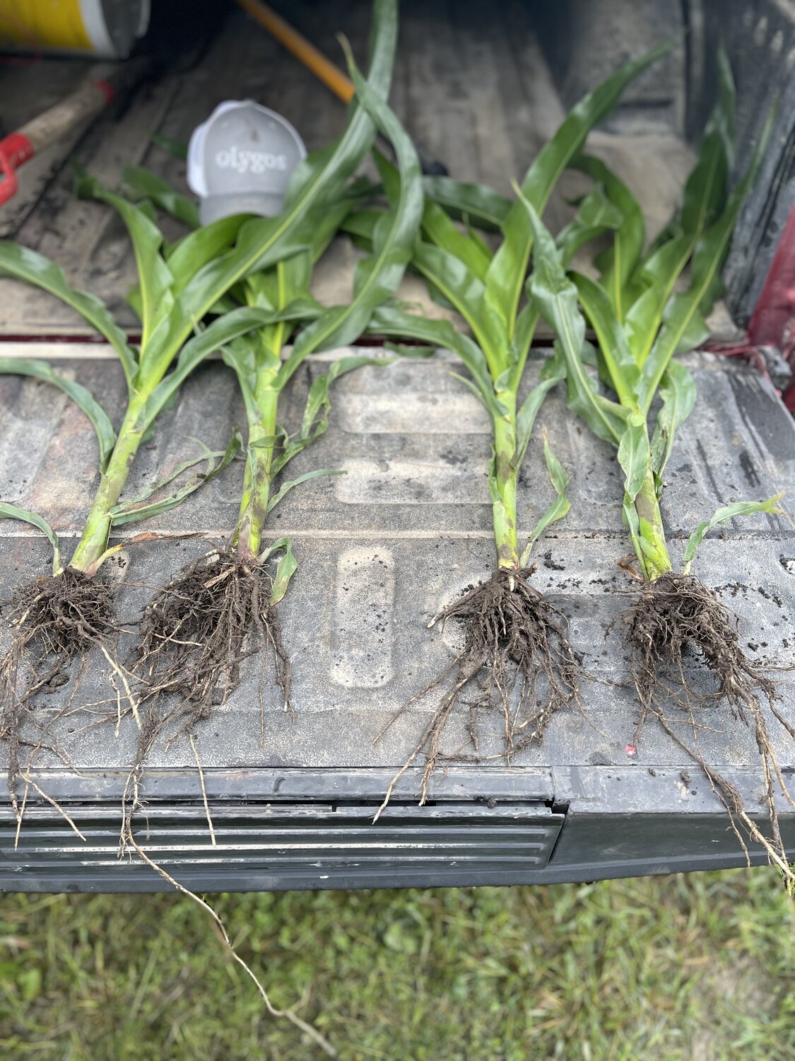 Visual comparison of crops with and without Soltellus treatment.