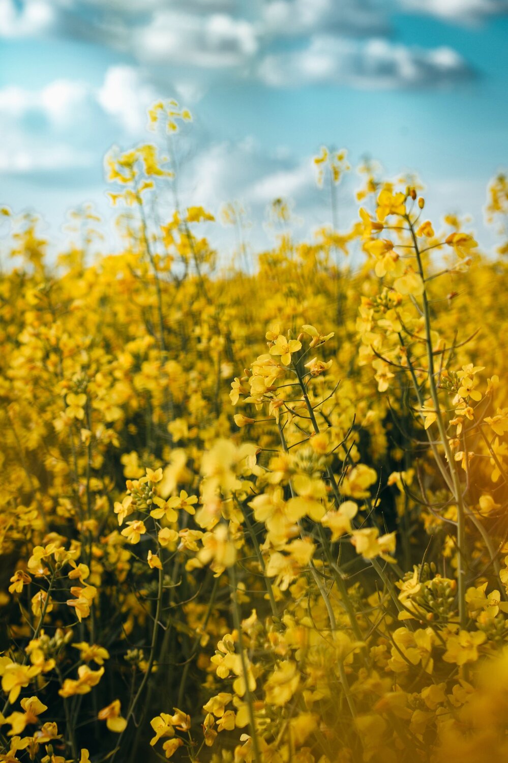 Sunny yellow flowers in a field.
