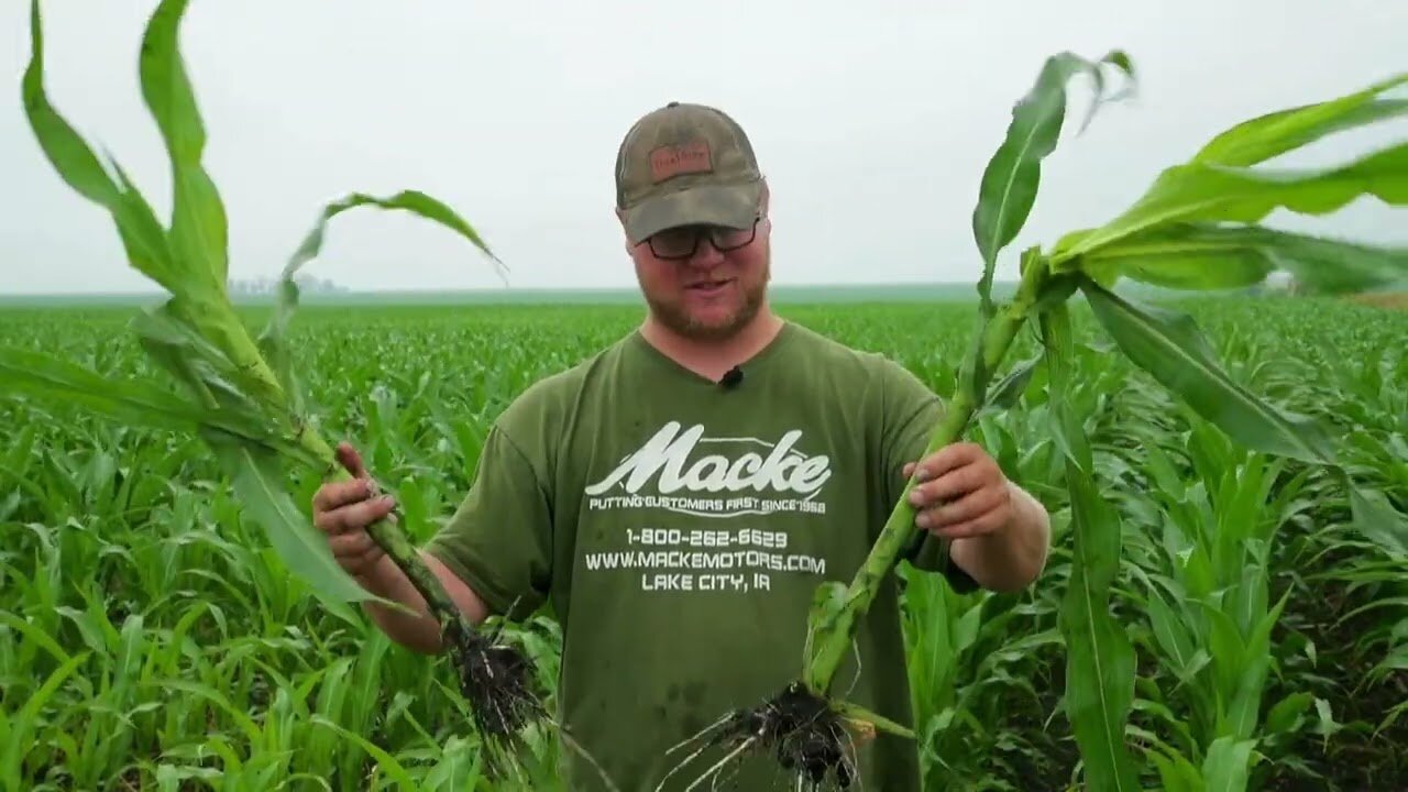 Many straight rows of green crops with mountains in the distance set against a cloudy blue sky