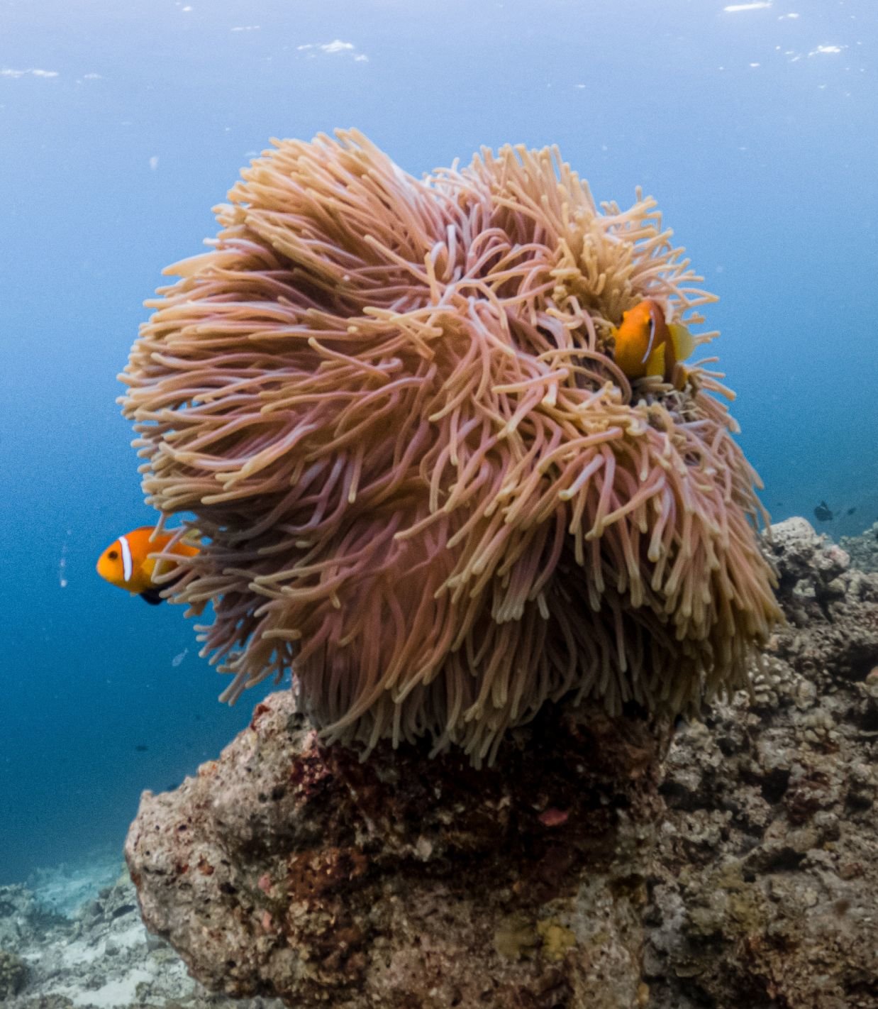 A fluttering bank of coral and sea anenome underwater housing bright orange clown fish