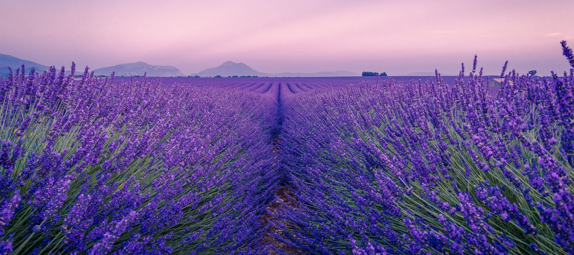 A blooming purple field of lavender at dusk with mountians in the background