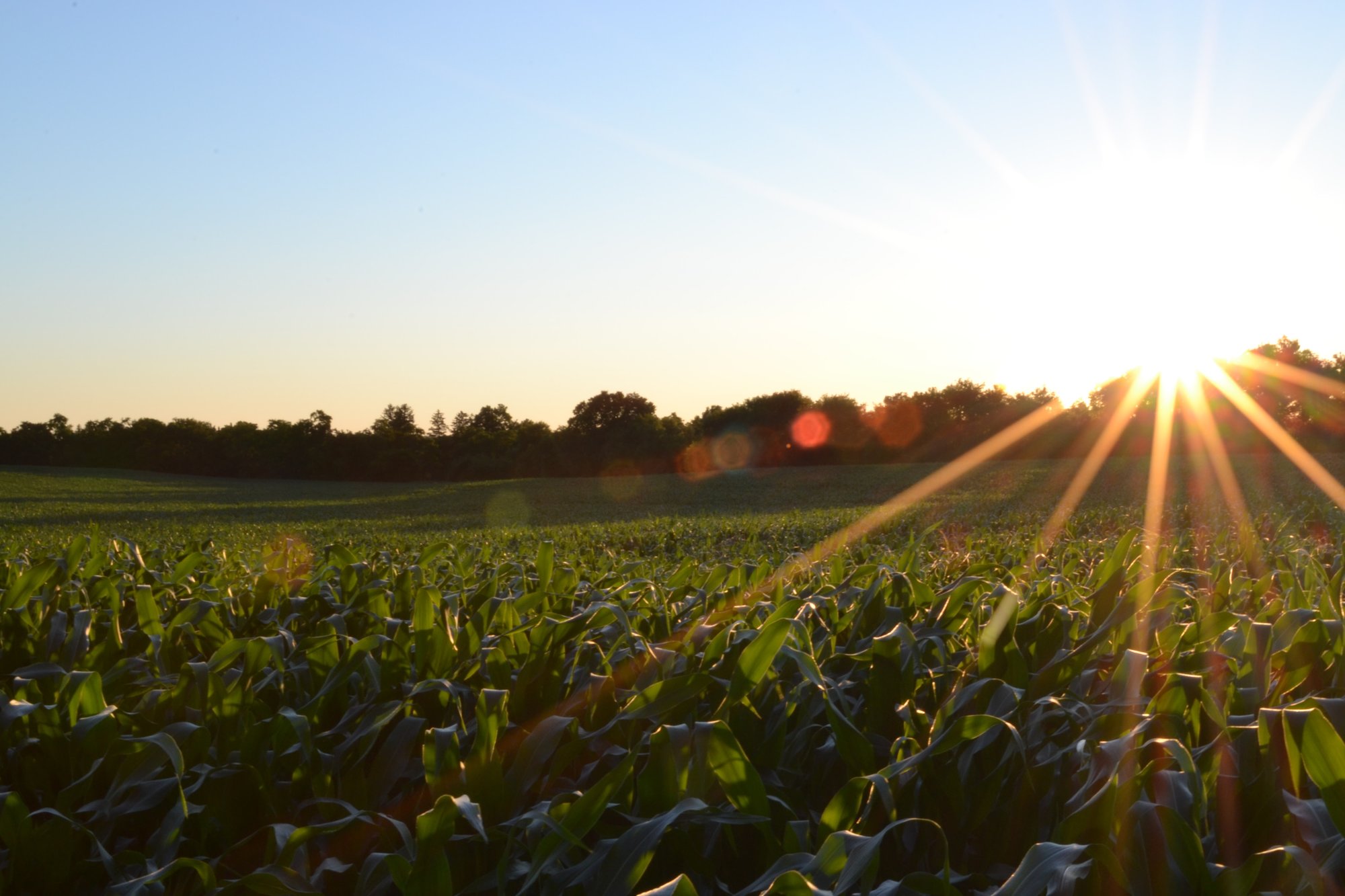 A sun setting behind a crop field with rays protruding out over the crop rows