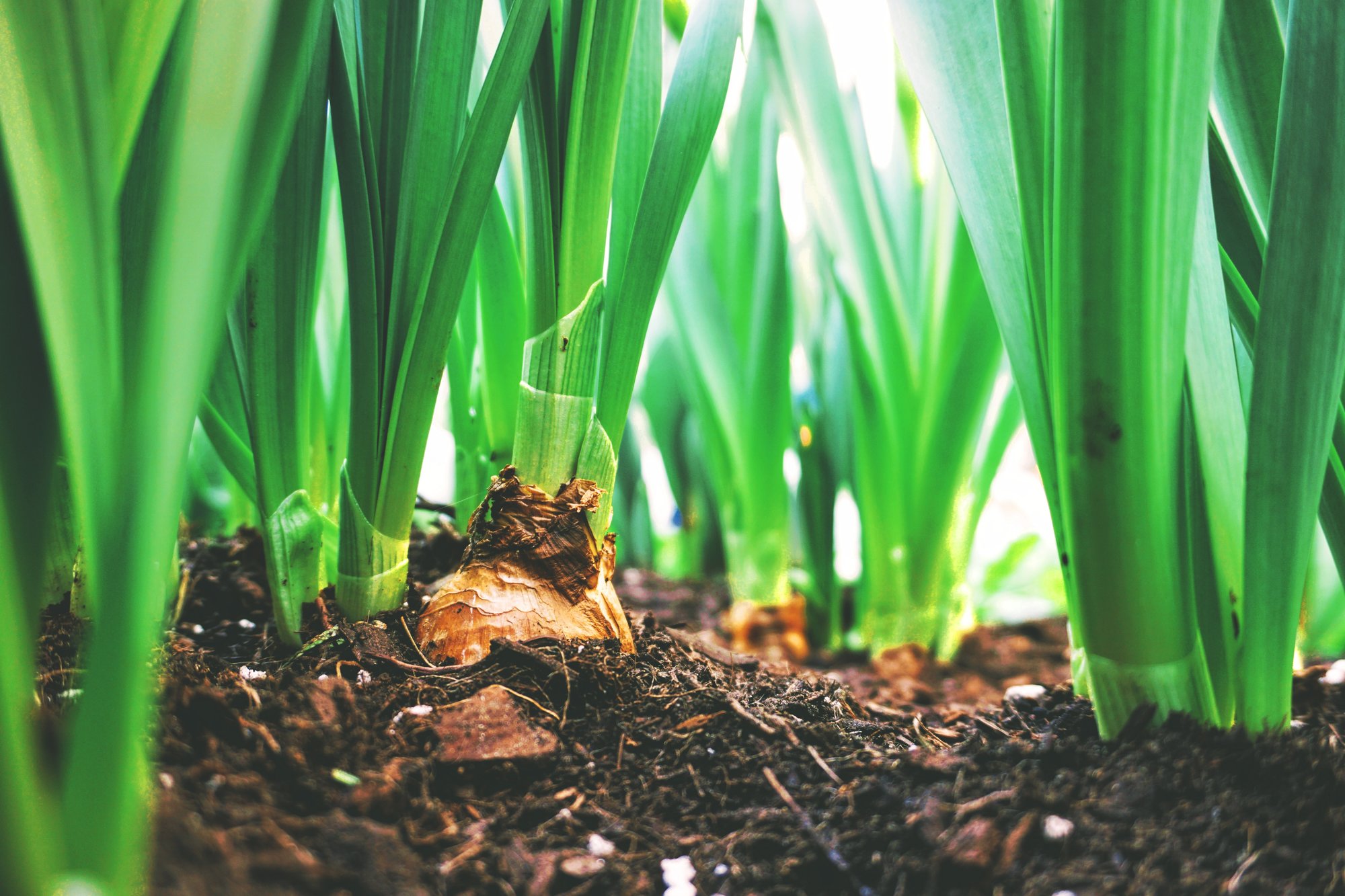 A close up of planted bulbs in the dark brown soil sprouting bright green foliage