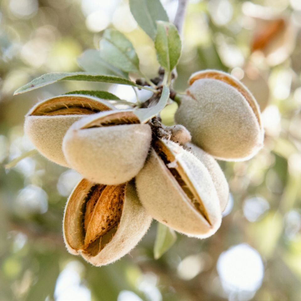 A close up of planted bulbs in the dark brown soil sprouting bright green foliage