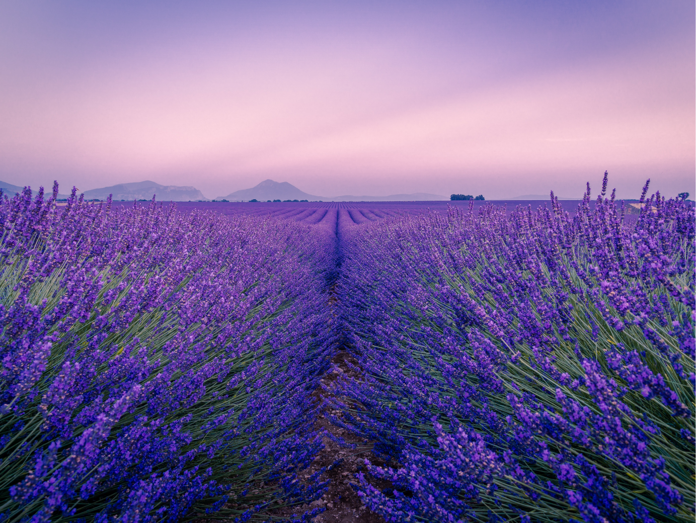 A lavender field in full bloom at dusk with mountains in the background