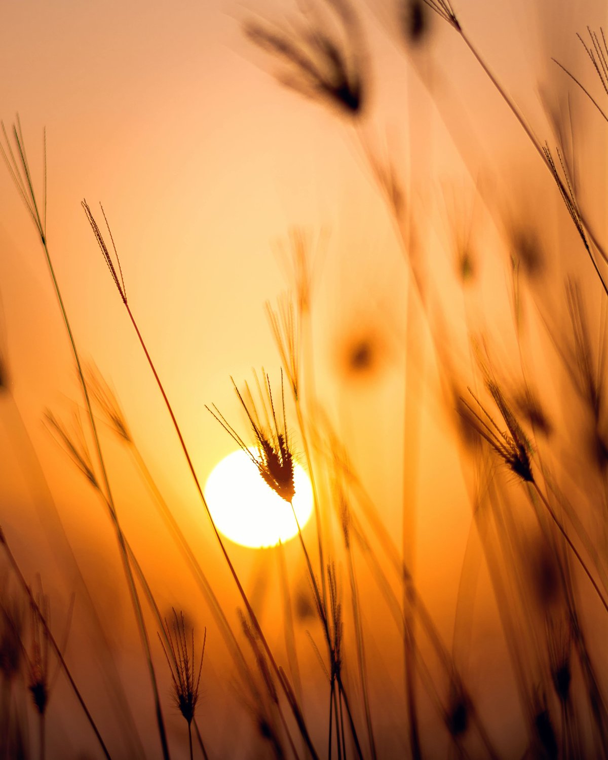 A setting sun in an orange sky viewed through blurry wheat stalks
