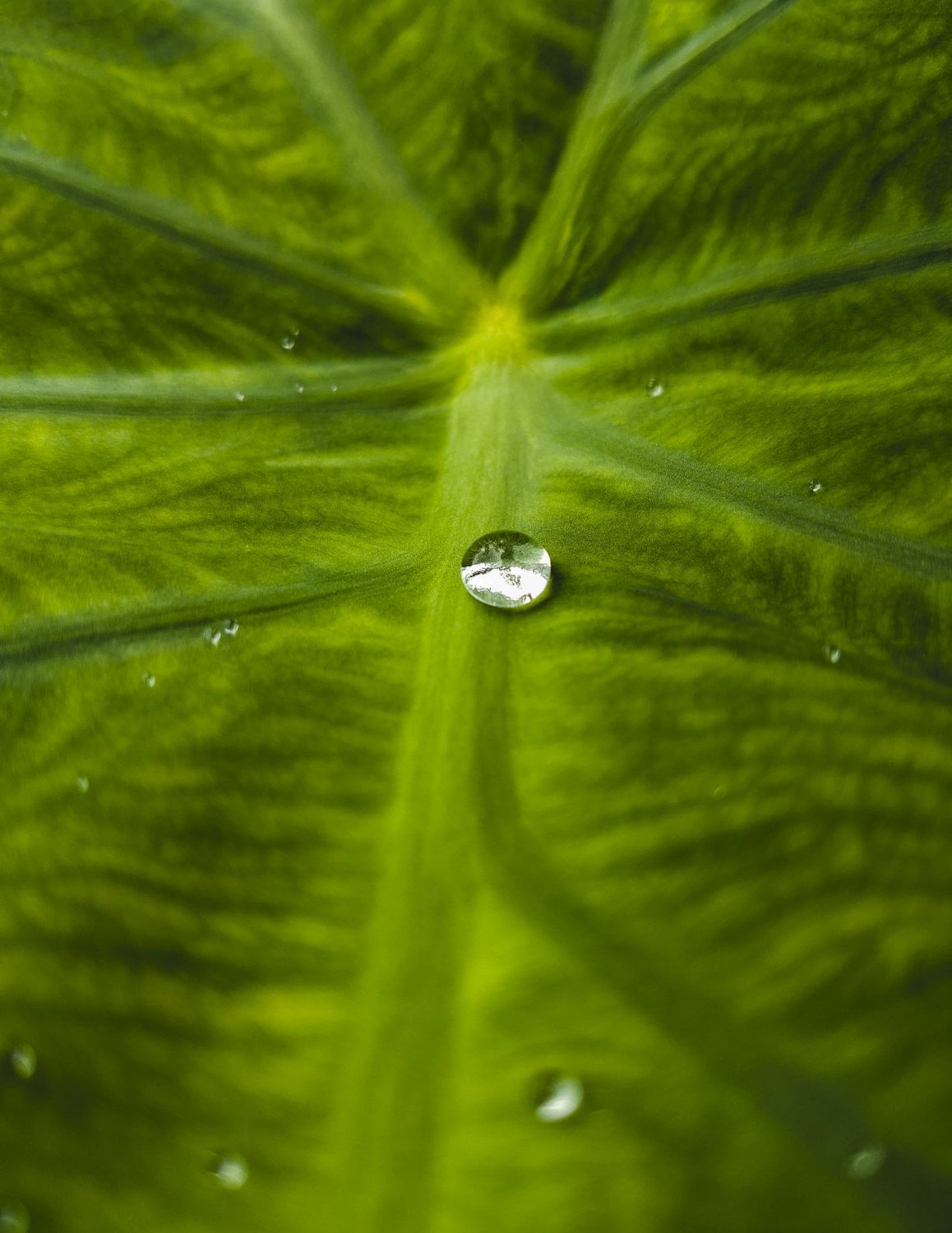 Close up of a green leaf with water droplets