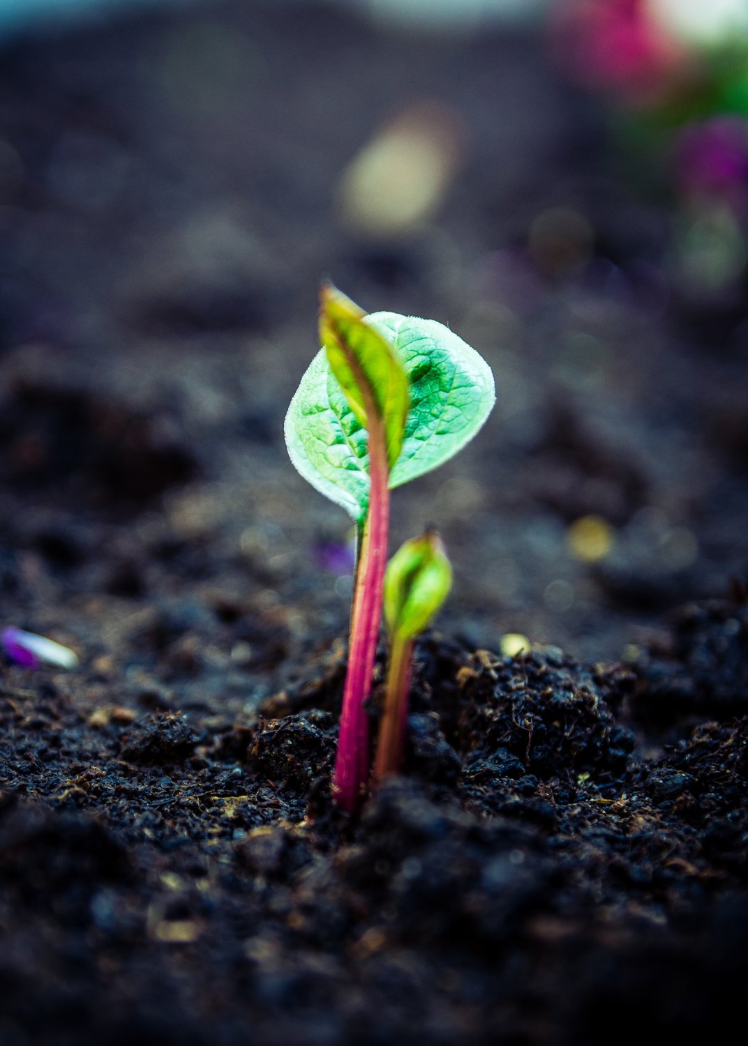 Dark, wet soil with a small pink and green plant sprouting out