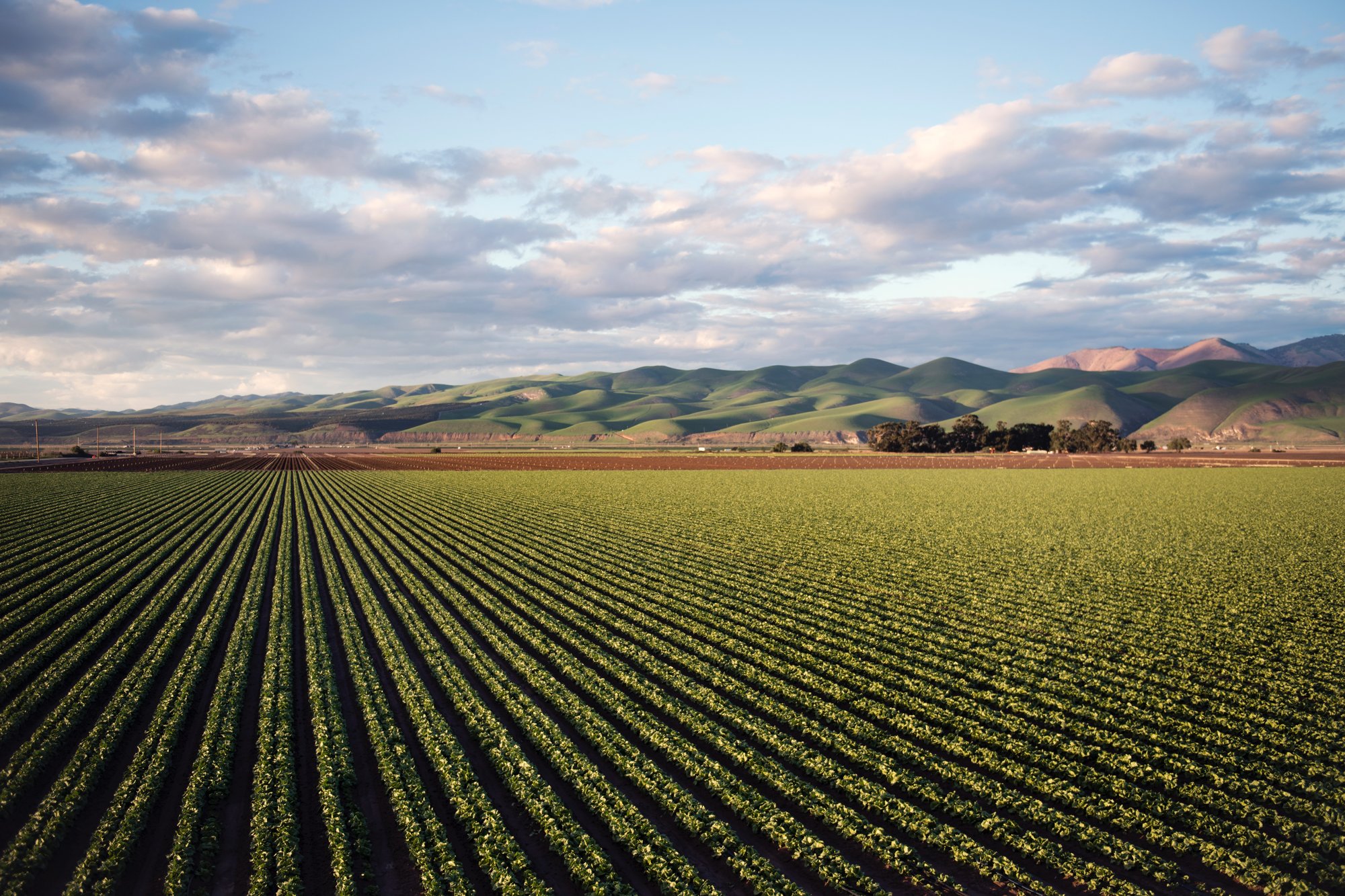 Many straight rows of green crops with mountains in the distance set against a cloudy blue sky