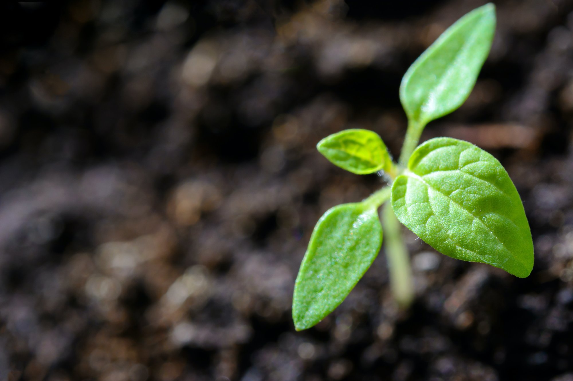 Plant growing from the soil