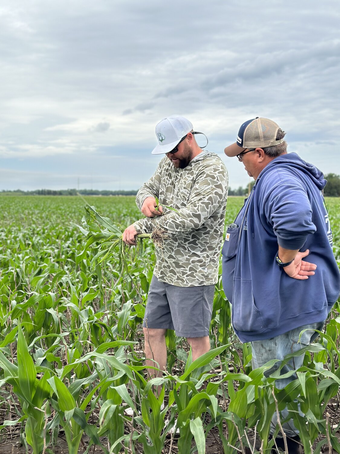 Growers in the field