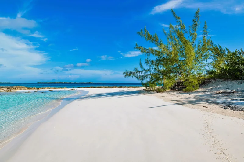 Allen Cay